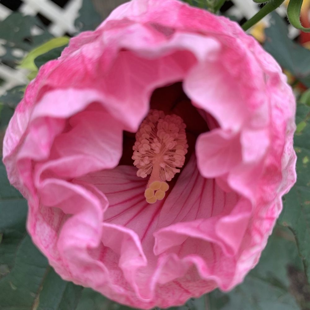 Meet your Posher, Diana